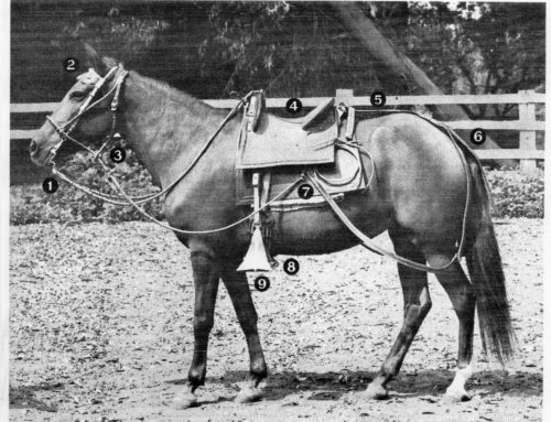 History of Peruvian Paso Horse Tack