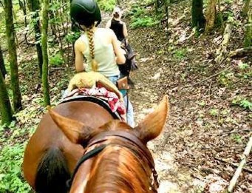 Jan NAPHA National Newsletter